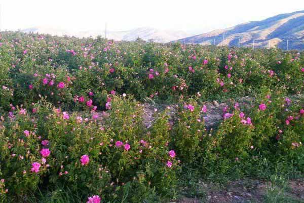 زمان کاشت گل محمدی